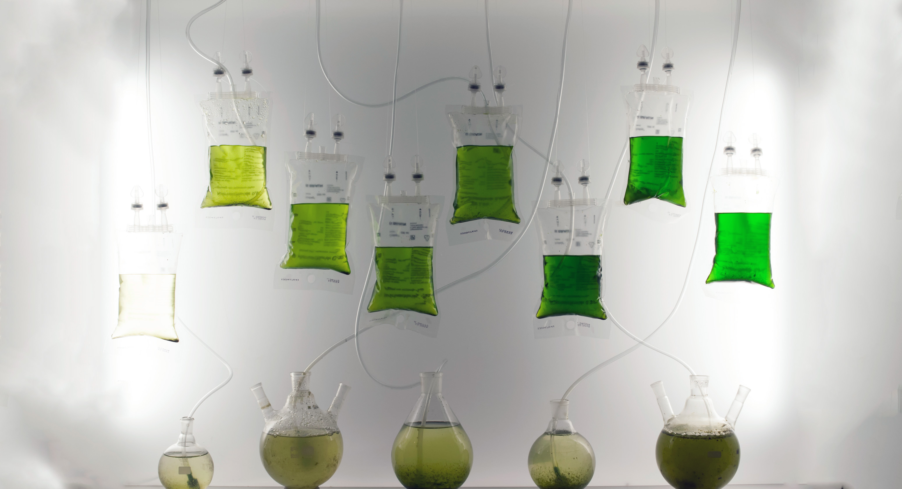 algae